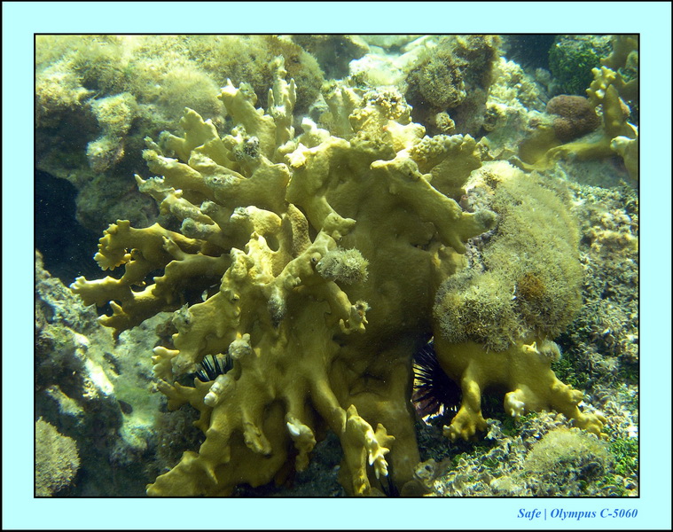 2005 - 11 - Maragogi - parc marin de gales 35.JPG